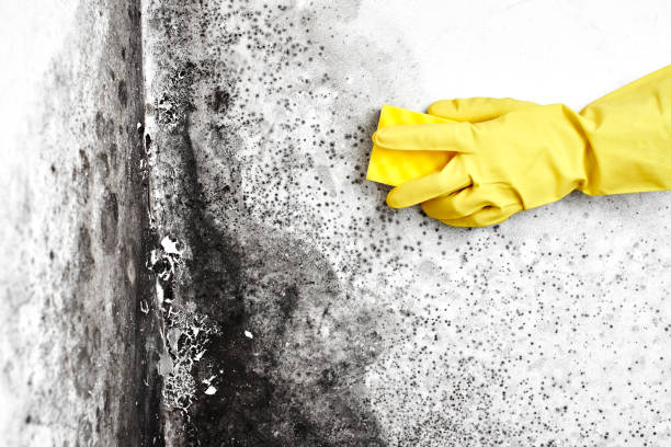 Professional Mold Removal in Acalanes Ridge, CA