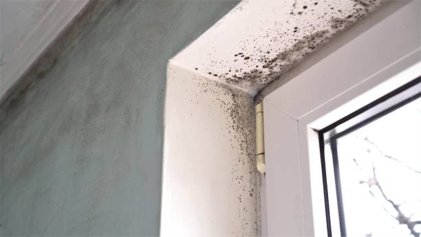 Best Home Mold Removal  in Alanes Ridge, CA