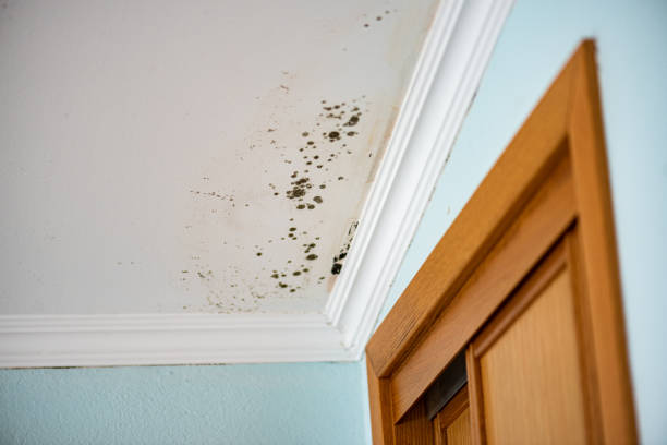 Best Mold Testing  in Alanes Ridge, CA