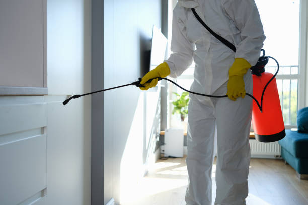 Best Same-Day Mold Removal  in Alanes Ridge, CA