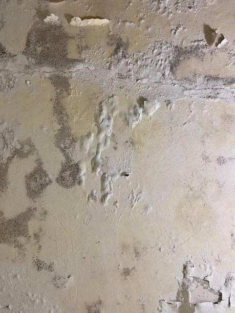 Home Mold Removal in Acalanes Ridge, CA