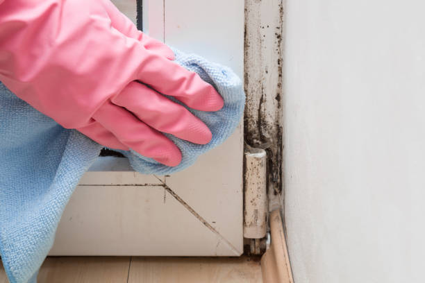 Best Attic Mold Removal  in Alanes Ridge, CA